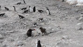 Skua steals two penguin chicks and swallows them whole