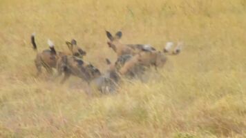African Wild Dogs eating a live warthog
