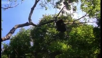 Chimpanzees hunting and eating a Red Colobus