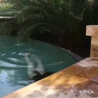 Gillian Barnes getting out of the pool