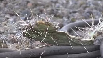 Camels can eat cacti xpost