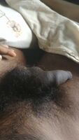 Soft cock twitching