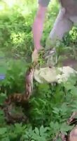 Old Man pulls out his massive python out of thick bushes