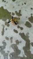 Wasp Bee-heading a Caterpillar