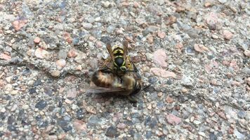 A wasp devouring a bee