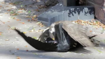 Sparrowhawk eats a live jackdaw