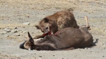 Hyena eats wildebeest alive