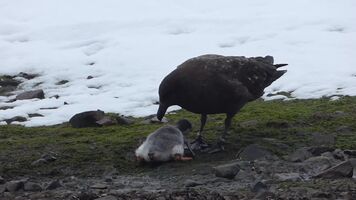 Penguin chick getting eaten alive by a skua