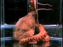 Octopi have no bones, the only thing they can't squish is their beak!